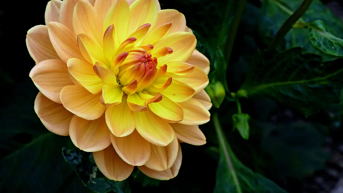Yellow Flower