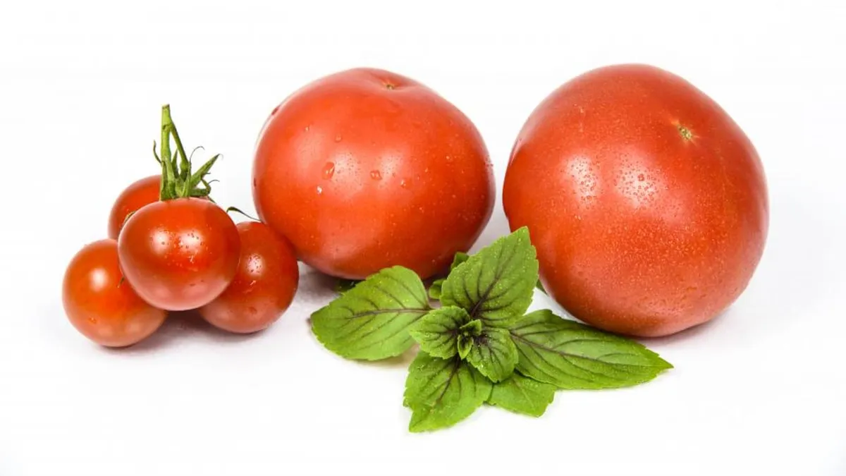 Tomato Crops